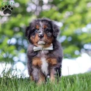Bumblebee, Mini Bernedoodle Puppy
